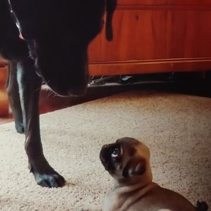 Meet your Posher, Cameron